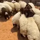 نعيم ضحايا