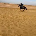 فرس