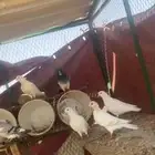 حمام
