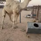 للبيع بعير اوضح