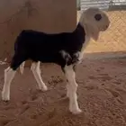 رخل خصم نجديه