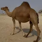 ملاقي ساحلية ناقة حليب