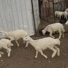 طليان ورخال