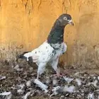 ذكر رام