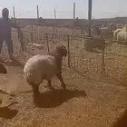 خروفين طيبات بابر