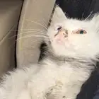 قطة تحتاج بيطري