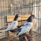 تم البيع زوج تيدي صافي