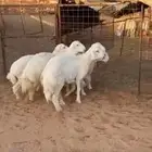 ذبايح