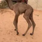 حوار ضيار