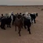 تيوس مخاصي فاخره