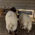 ذبايح ذبيحه نعيمي حري تيوس يوجد تمارا