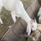 تيس هولندي