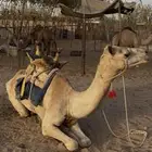 للبيع ركبي حر جذع طايع شرط