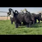 جذعات عوارض صنف فاخره