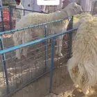 حري صنف