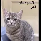 قطط تبني