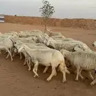 البيع مراح حريات حرش العدد35 بالفحل مشروط