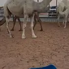 بكره وضحى كفو