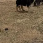 نجد طيبه