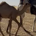 قعود قشعاني اشعل