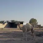بكره