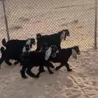 تيوس
