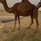 لقحة ساحلية حمراء دهماء