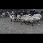 غنم نعيم دفيع