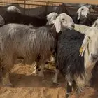 للبيع غنم نجد