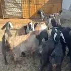 تيوس