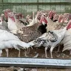 رومي بياض عمر 9 اشهر