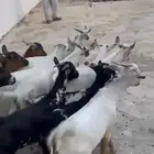 تيوس بلدي 13 راس