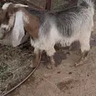 تيوس. تم البيع