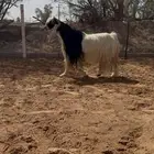 فحل عارضي اربد خصم وجرم فاخر