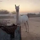 حصان شعبي شيخ كرزما