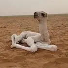 بعير عل رمان ابن قريع هذا انتاجه مبيوع ولده أدون من 100