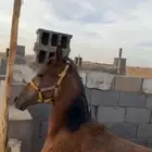 مهر