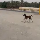مهر شعبي عمره ثلاث شهور