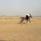 فرس للبيع عجل