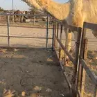 للبيع بعير أوضح