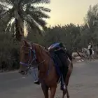 فرس مشروكه لقاح