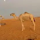 قعود باتلي