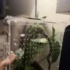 حرباء أنثى صغيره للبيع