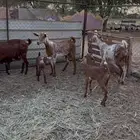 معزا مناتيج