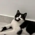 قطه كتين شيرازي مهجن للتبني العاجللل