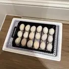 فقاسه للبيع