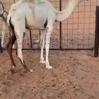 حشو فاخره