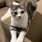 قط ذكر عمره 4 شهور لطيف جدا ولعوب للتبني