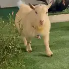 تيس قزمي معرف