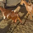 معزا حص ماشالله